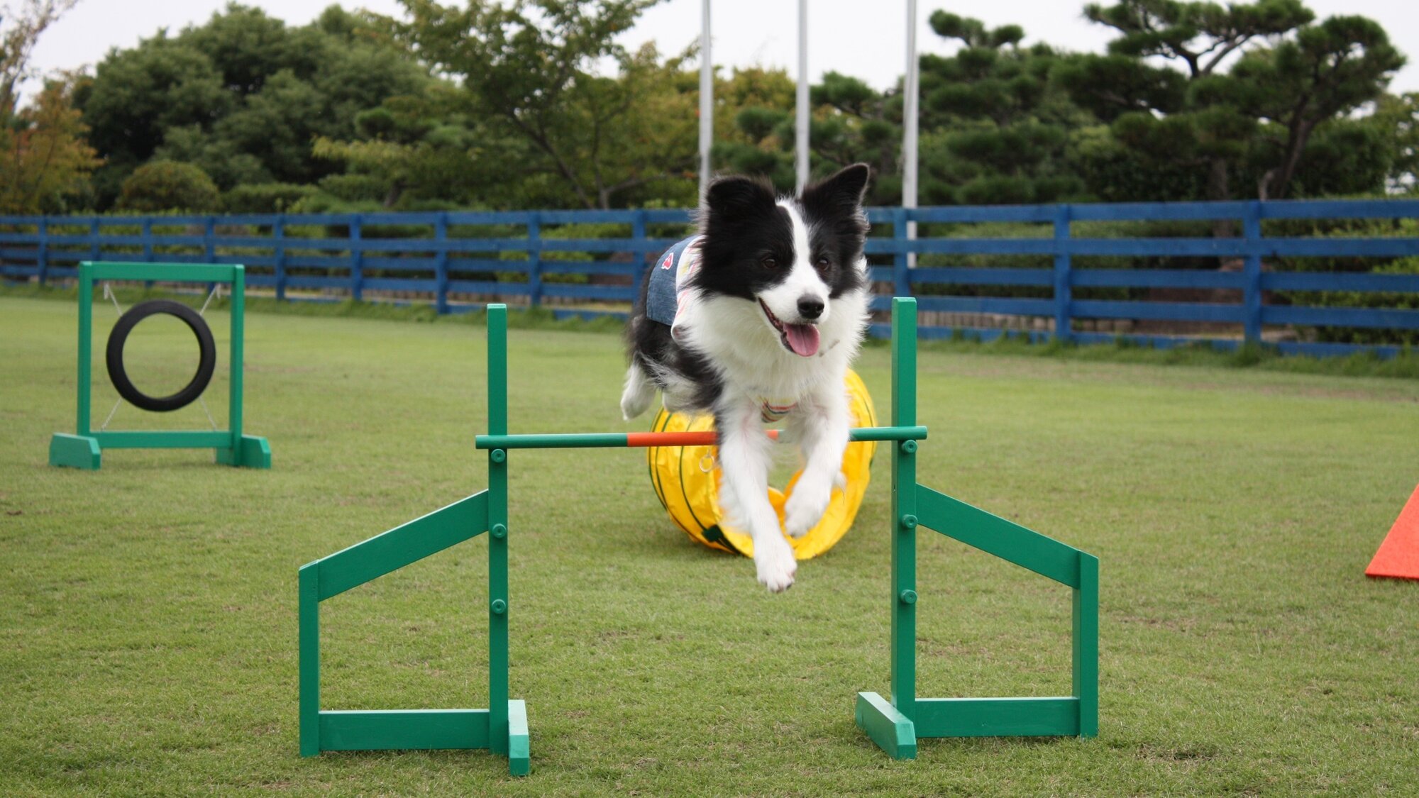 オリビアン小豆島 夕陽ヶ丘ホテルのドッグランで遊ぶ犬