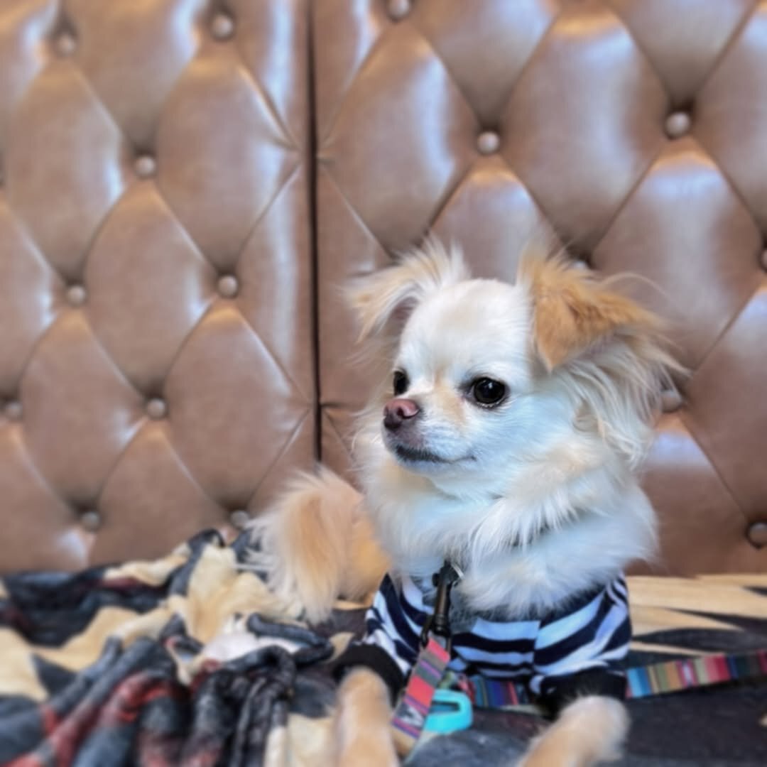 恵比寿の犬連れできるカフェ