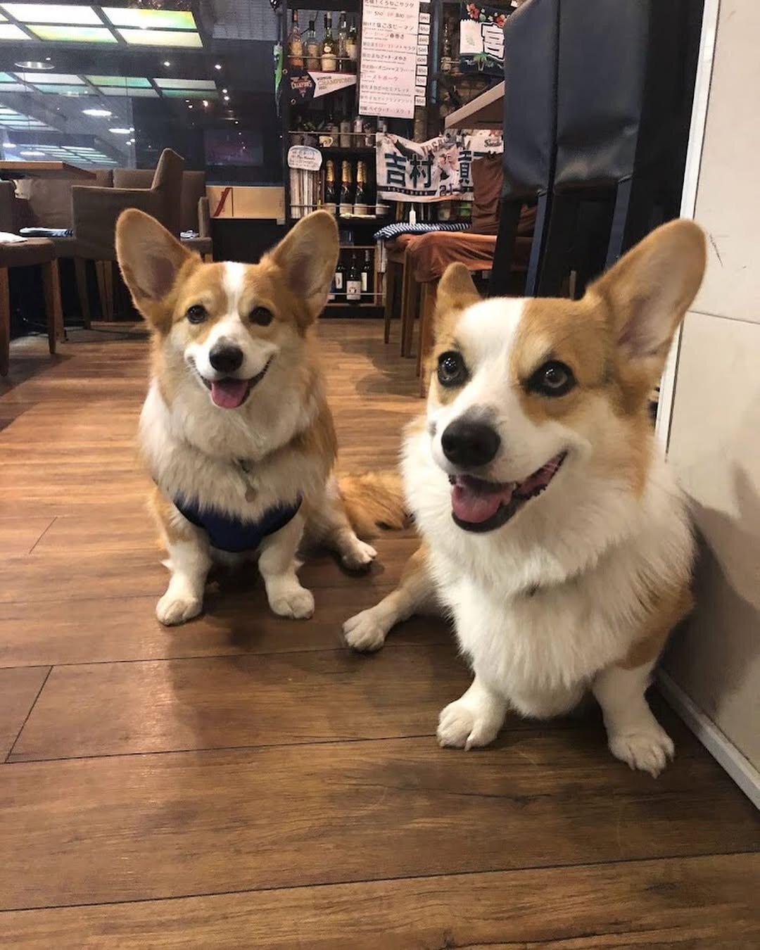 新宿の犬連れできるカフェ