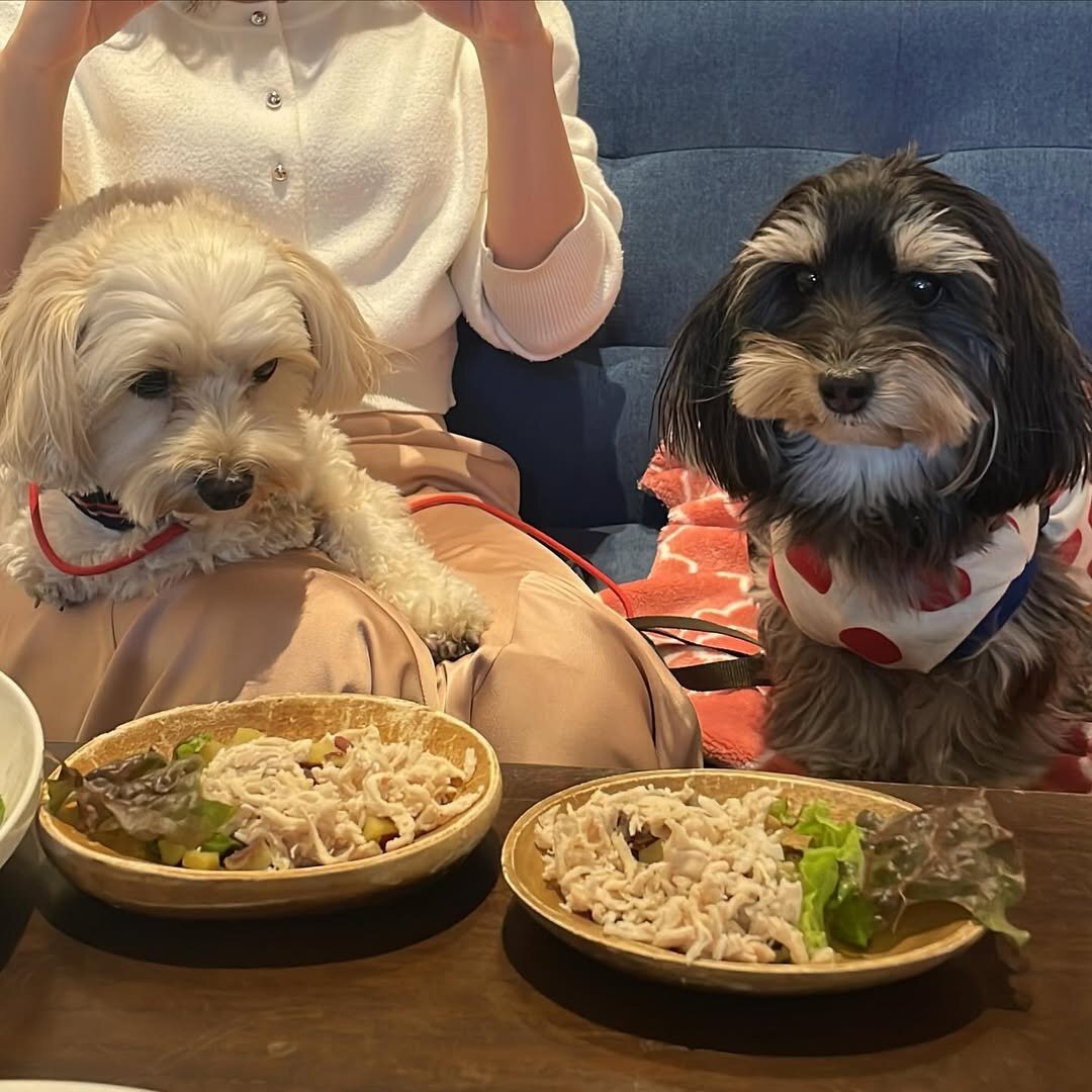 熊本市の犬連れできるカフェ