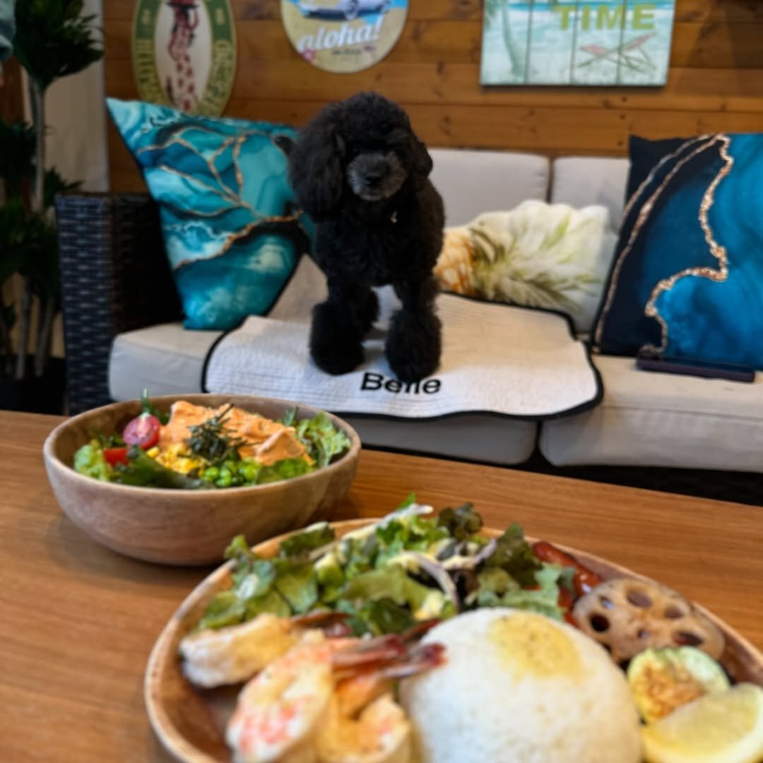 熊本市の犬連れできるカフェ
