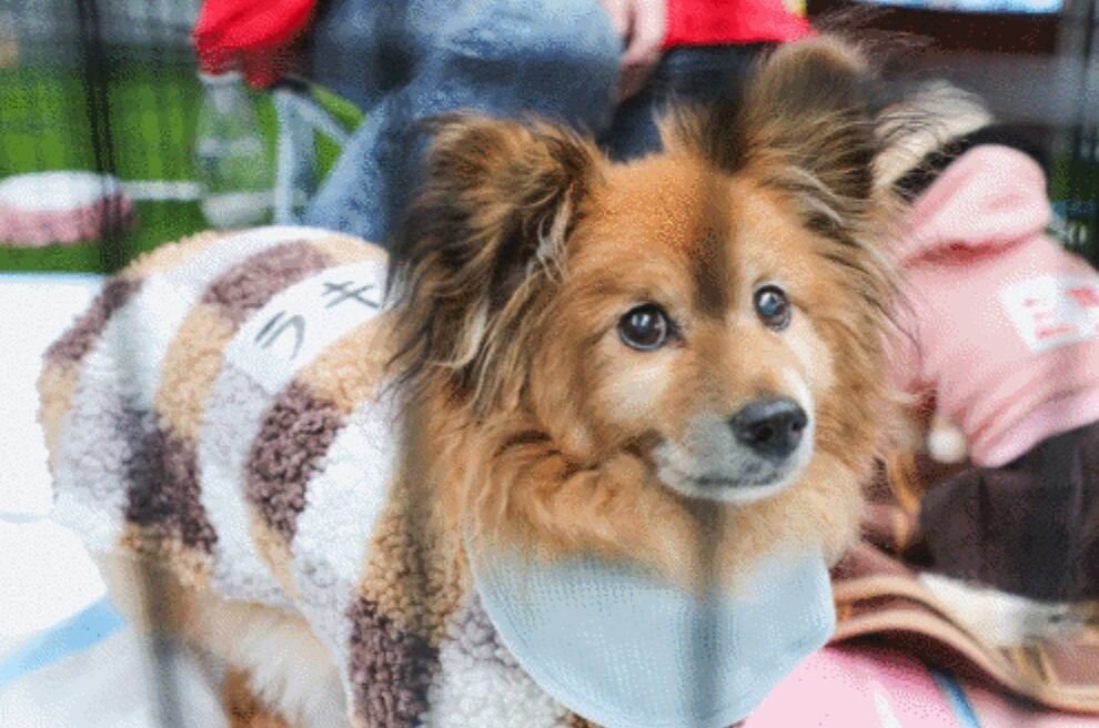 NPO法人 FF Dog Connectで保護している犬
