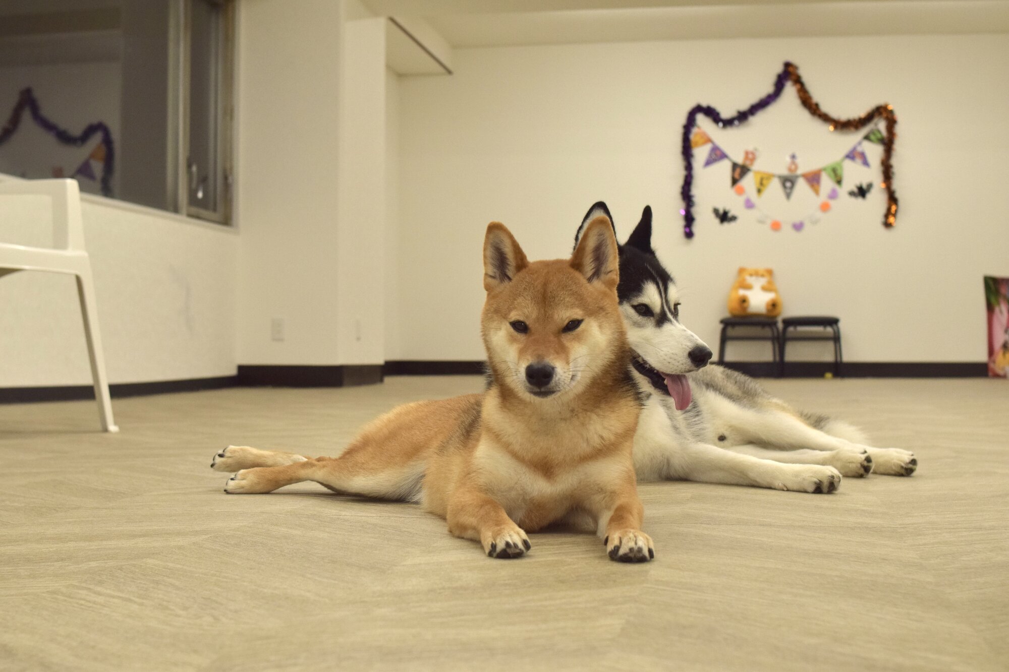 千葉県の室内ドッグランのKBroom