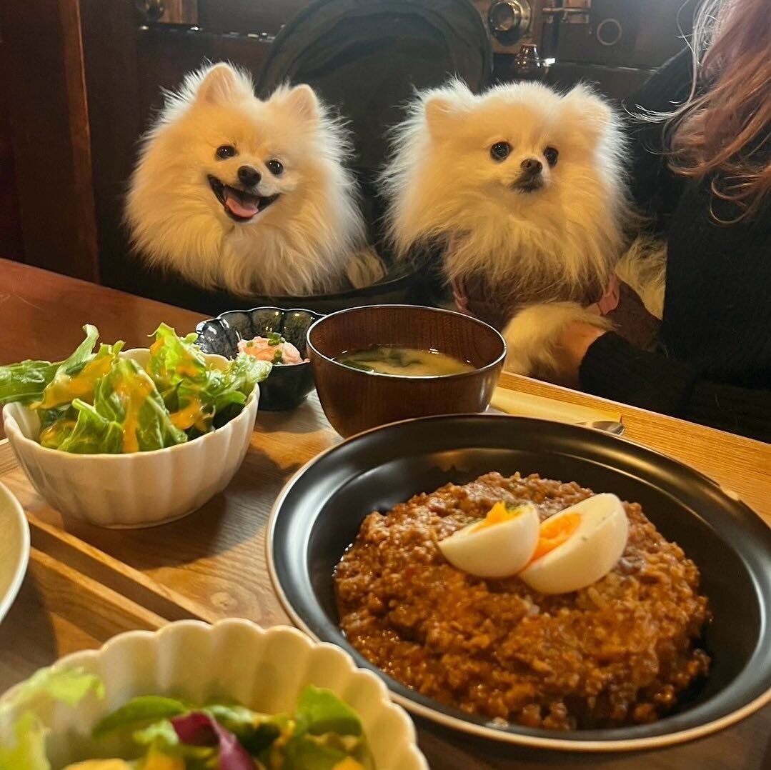 新宿の犬連れで入れるカフェのARMWOOD COTTAGEにいる犬