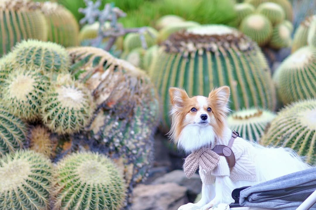 犬と行ける動物園にいる犬