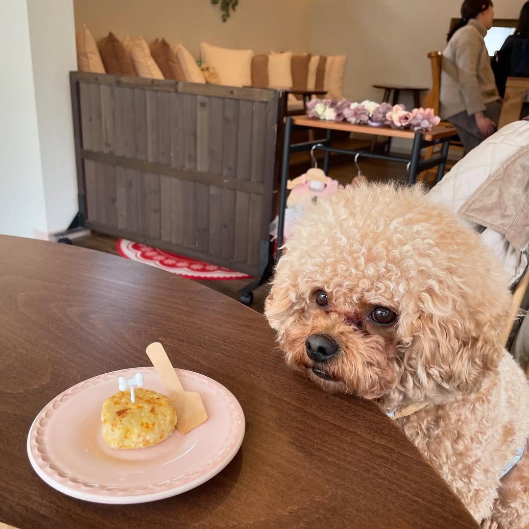熊本市の犬連れできるカフェ