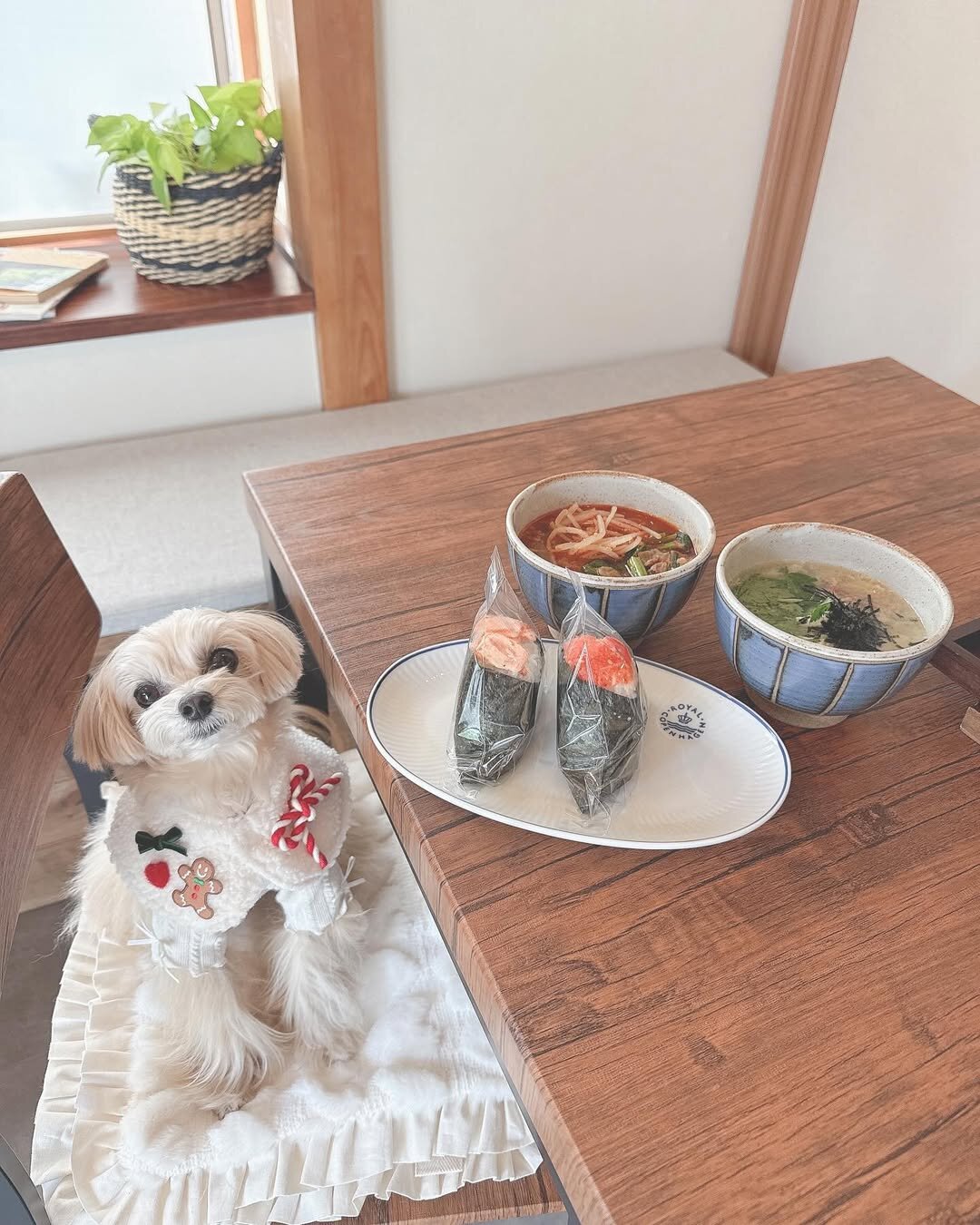 箱根の犬連れできるカフェのDogHub箱根仙石原にいる犬