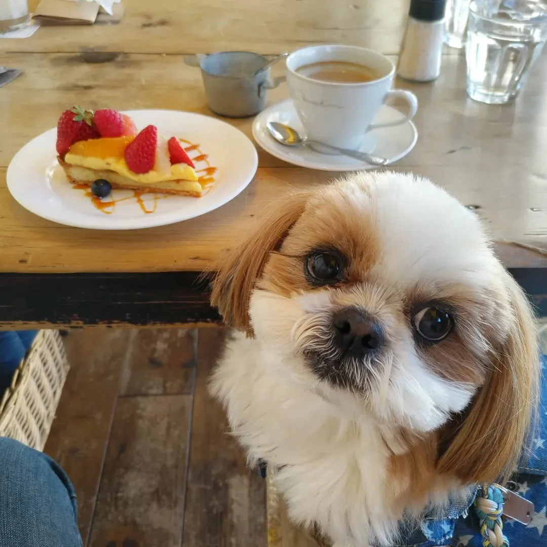 八王子の犬連れできるカフェ