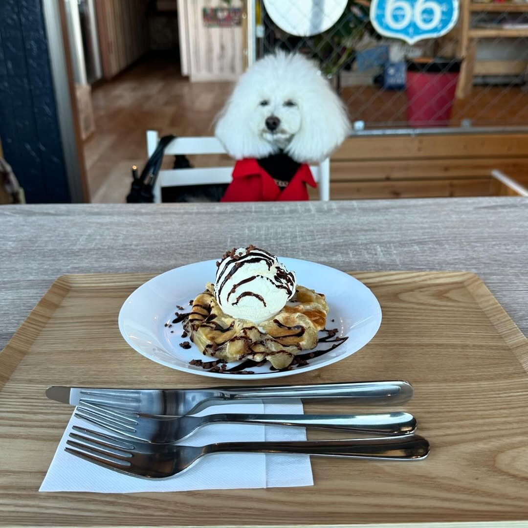 浜松市の犬連れできるカフェ