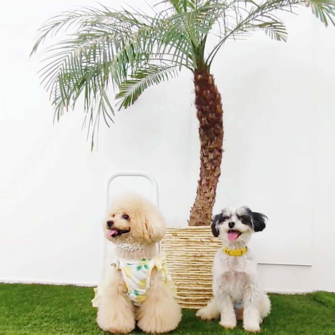 栃木の犬連れできるカフェのDog Park HULOTにいる犬