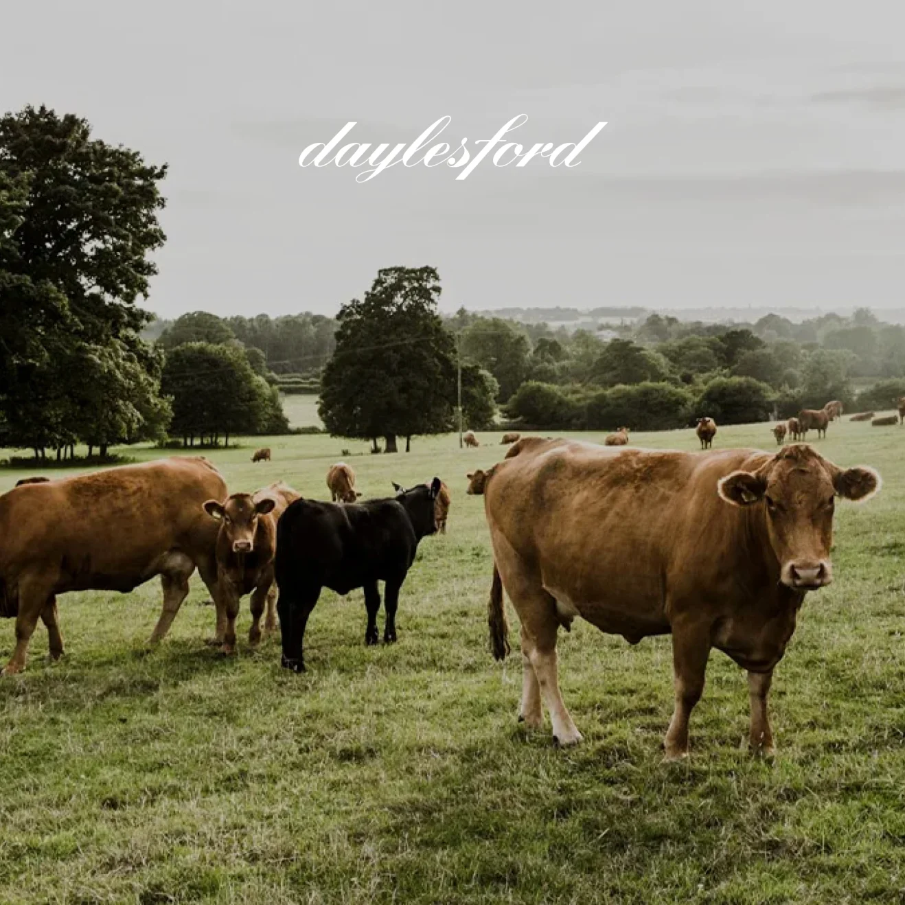 Daylesford organic farm with cattle grazing in pastoral landscape, showcasing natural wellness brand aesthetic