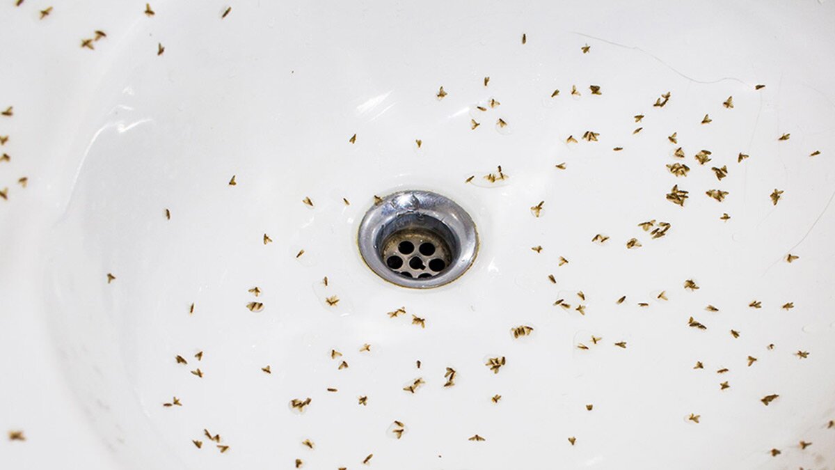 How to Get Rid of Drain Flies in Commercial and Industrial Buildings