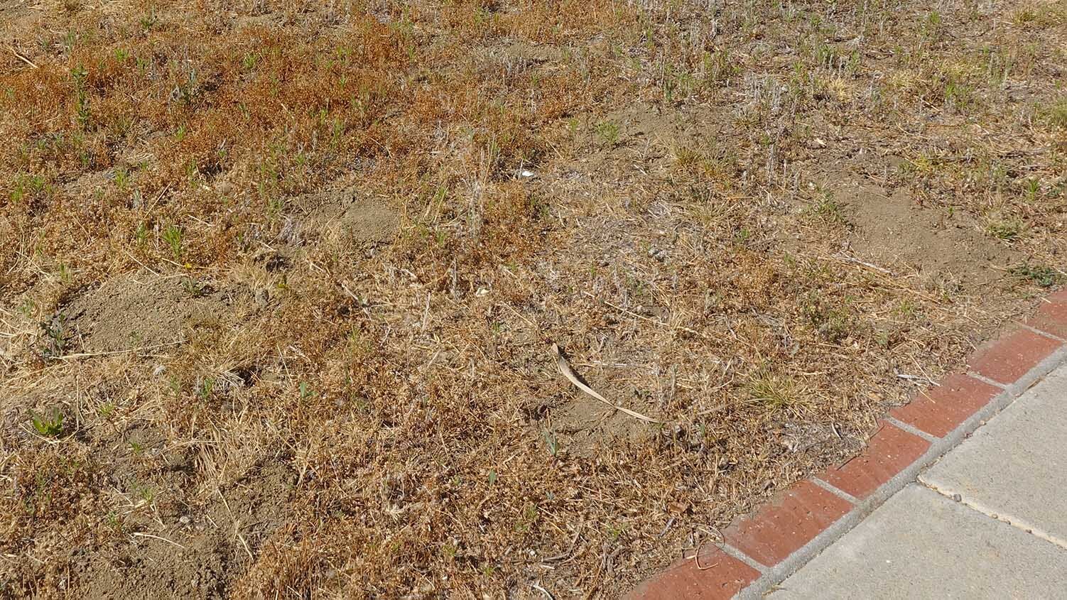 Surviving a Drought: 6 Tips for Landscapers and Their Customers