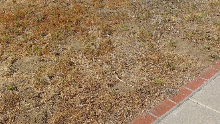 Surviving a Drought: 6 Tips for Landscapers and Their Customers