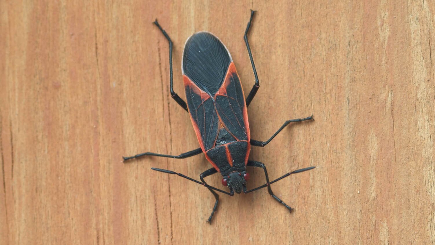 How to Get Rid of Boxelder Bugs: 6 Tips for Small Businesses