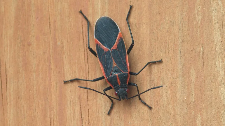 How to Get Rid of Boxelder Bugs: 6 Tips for Small Businesses