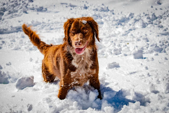 Portrait of a dog in the snow, with a snowy mountain background.