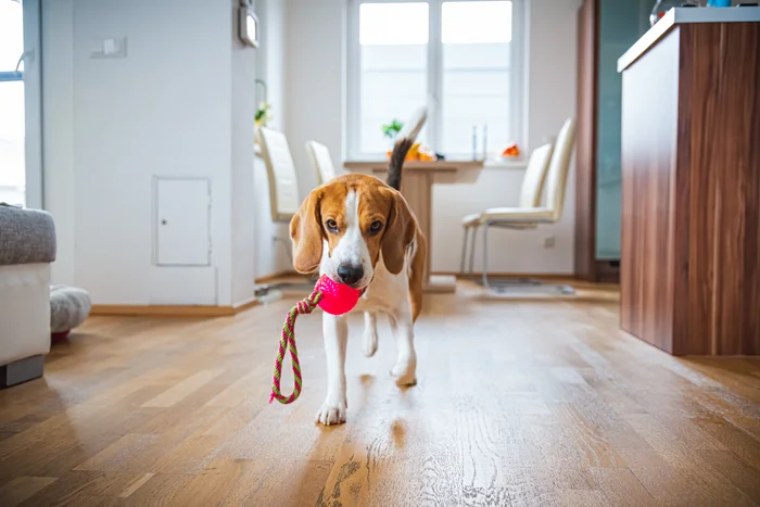 Beagle Dog fetching a toy indoors
