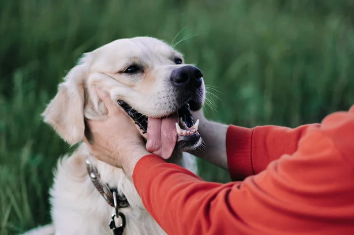 A dog getting pet outside