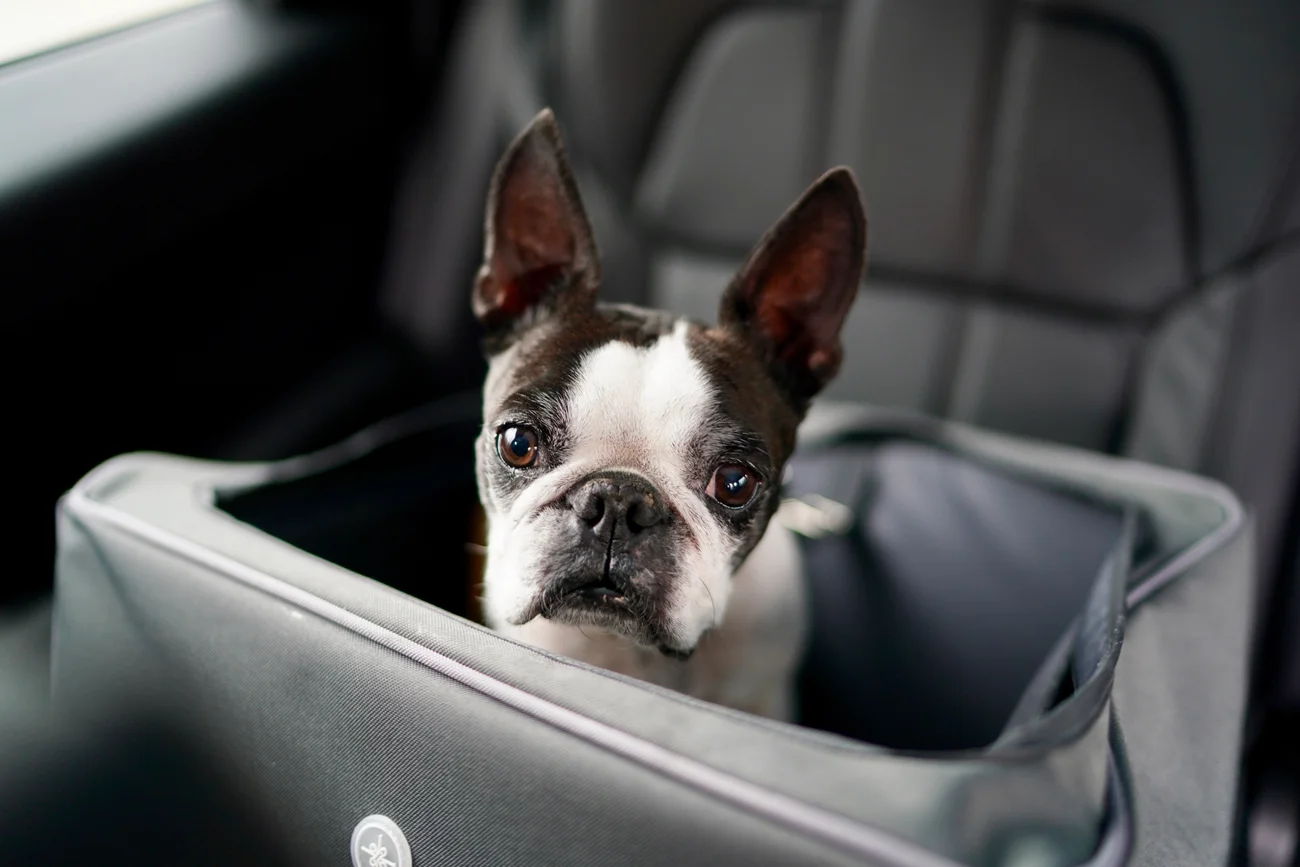 A Boston Terrier riding in the back seat of a car in a harness.