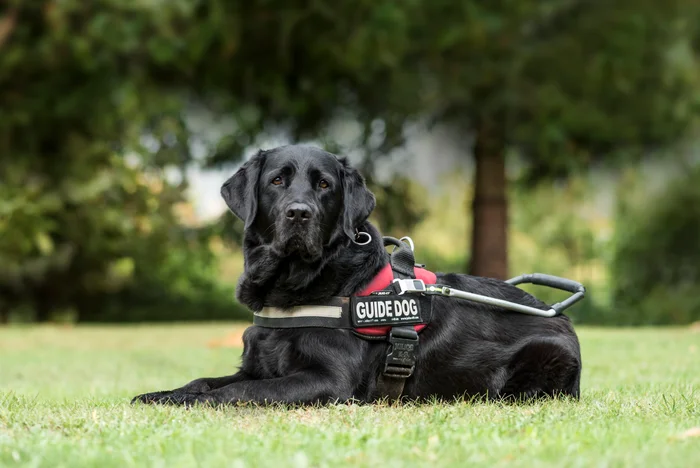 Guide dog Labrador Retriever, 7 years old, in park