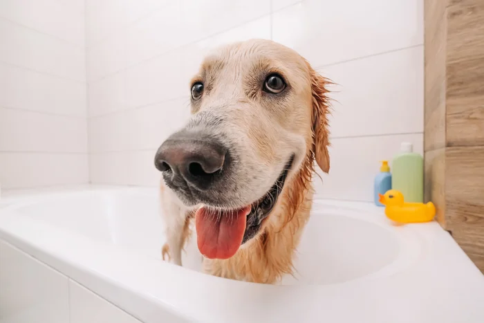 Golden retriever dog getting a bath