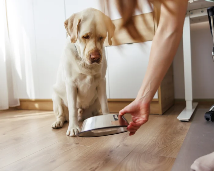 A lab dog sitting on a hardwood floor indoors while a person places a metal food bowl in front of the dog near a desk and chair.