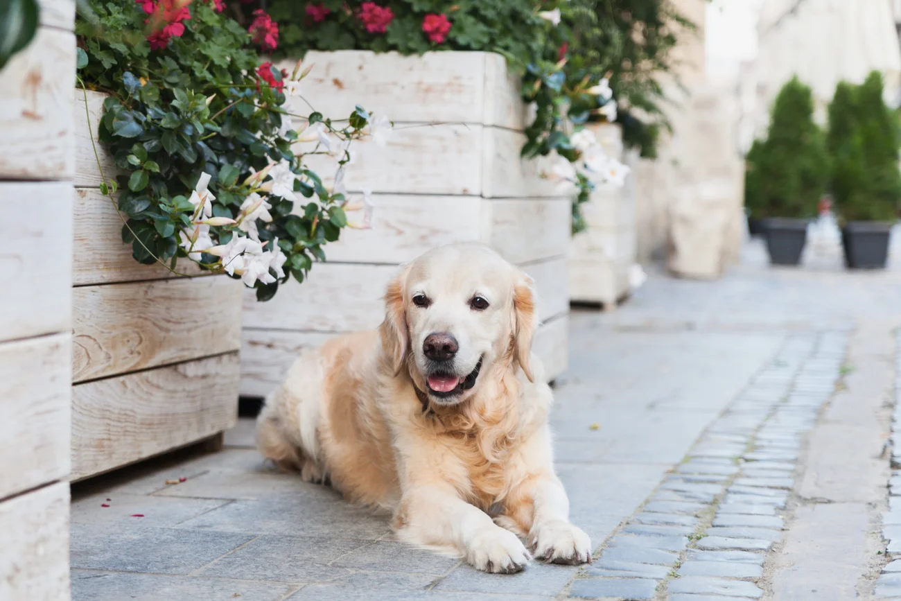 A senior dog laying outside