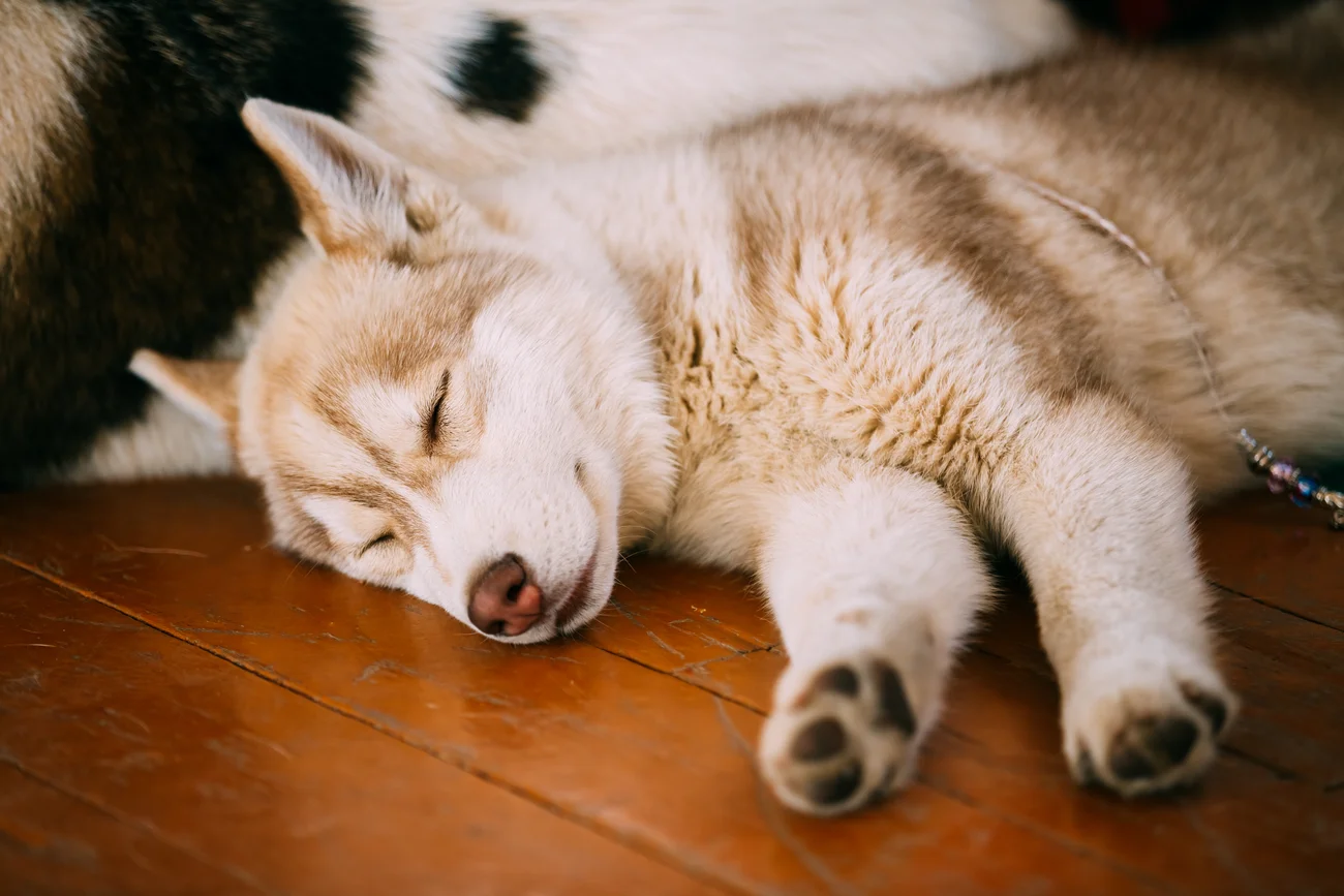 Husky dog sleeping