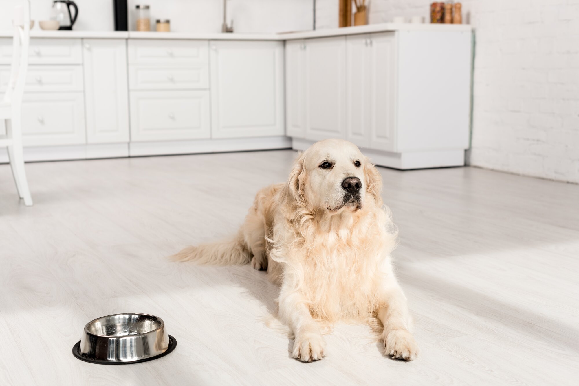 Golden retriever sitting on kitchen floor next to a bowl.
