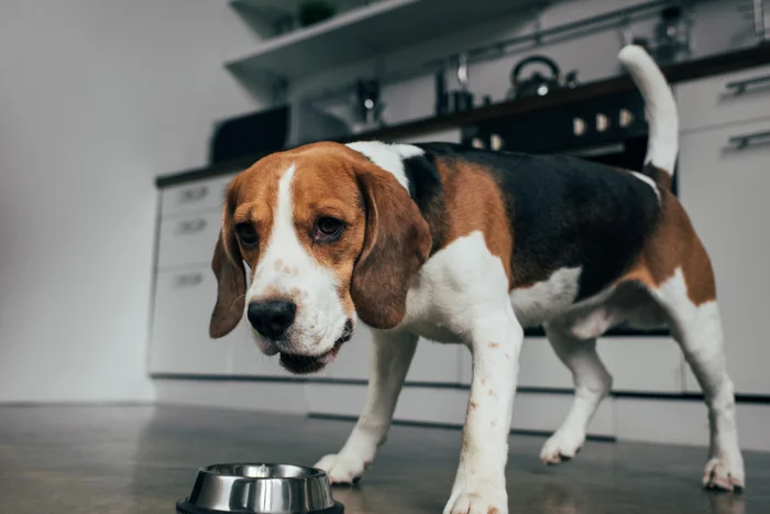 Beagle dog standing next to a metal bowl in a kitchen