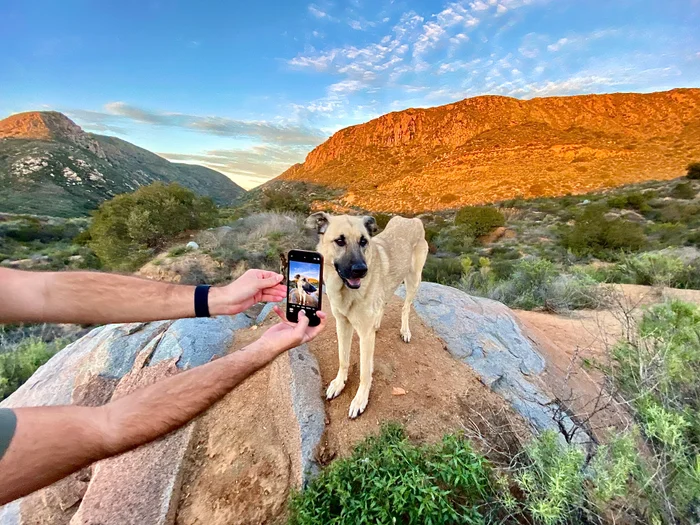 A dog standing on a mountain getting their photo taken 