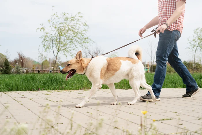 A man walking his dog outside.