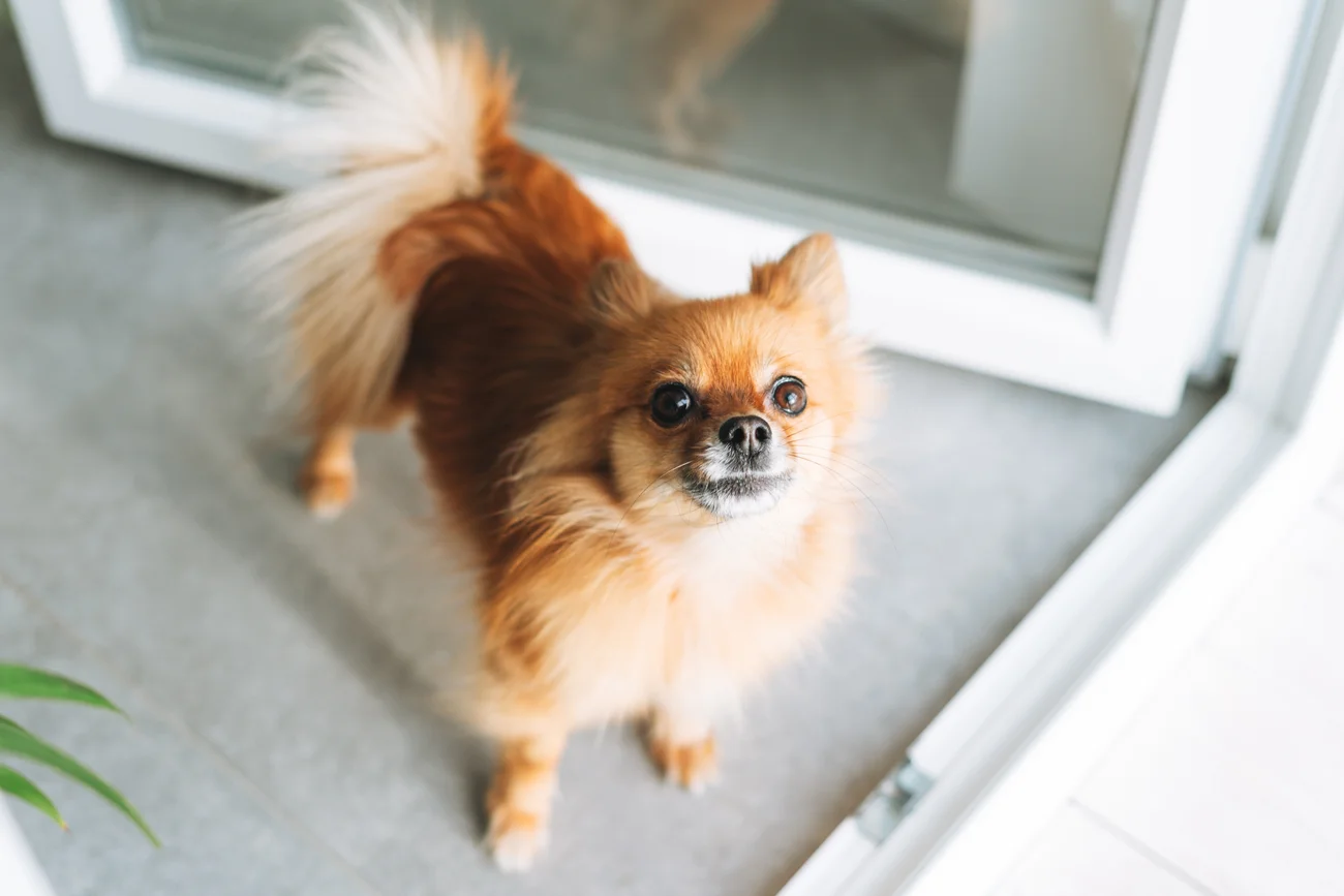 Pomeranian dog sitting at a door 