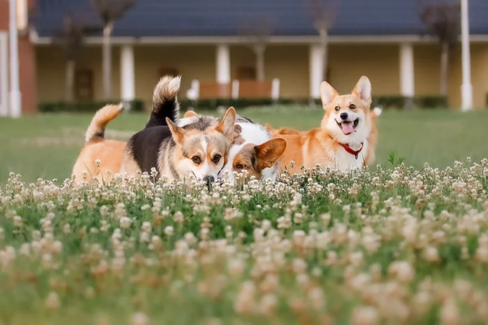 3 Corgi dogs in a field of flowers.