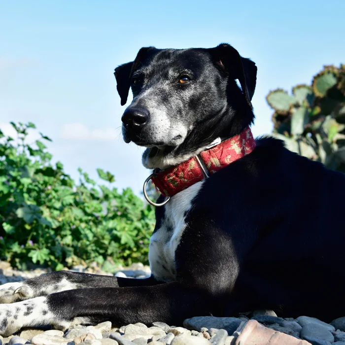 Golden retriever dog getting a bath