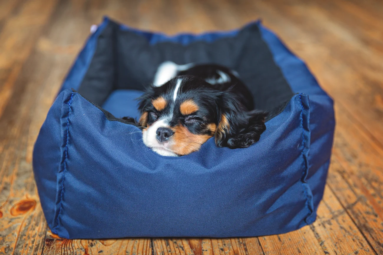 A small dog sleeping in their bed. 