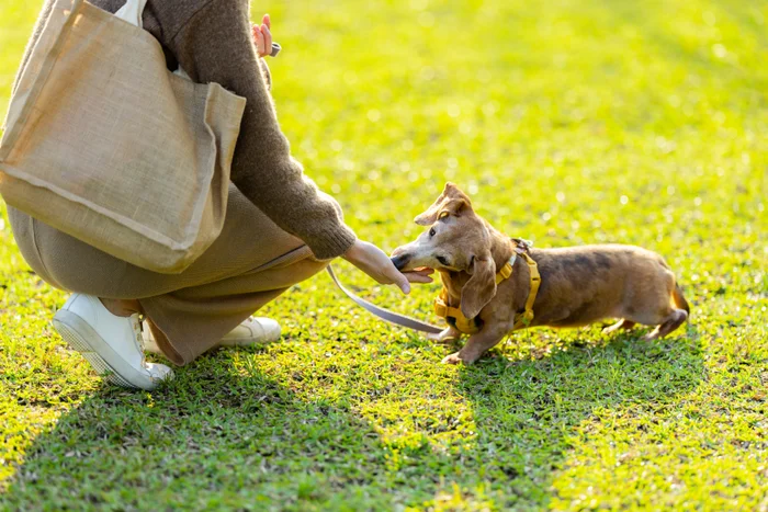 A senior dog receiving a treat from their pet parent. 