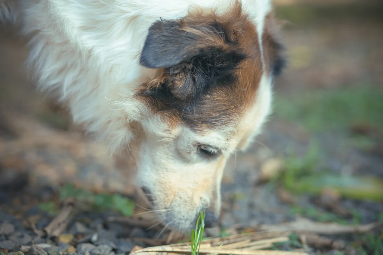 A dog sniffing the ground.