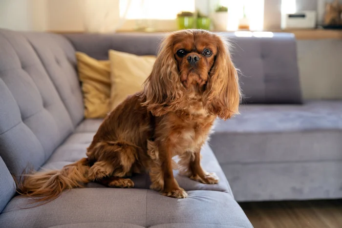 A dog sitting on a sofa.