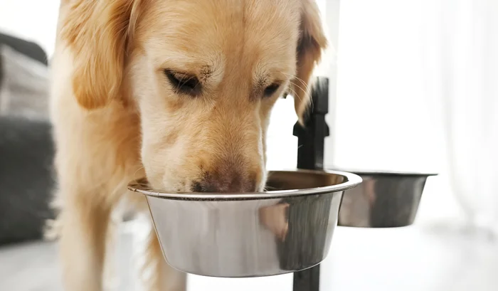 A golden retriever eating food. 