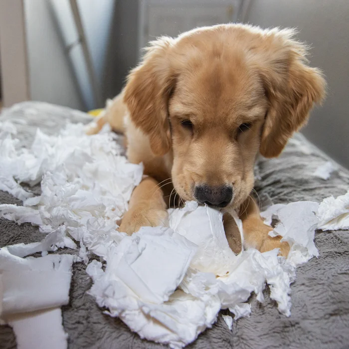 Golden retriever on a sofa ripping toilet paper