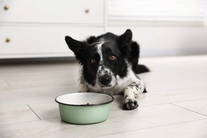 Border Collie Lying on Floor Looking at Camera Behind Food Bowl