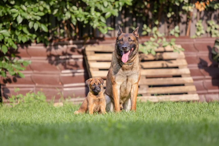 Belgian Shepherd (Malinois) puppy playing on the backyard. Kennel. Dog litter. Puppy on the green gr