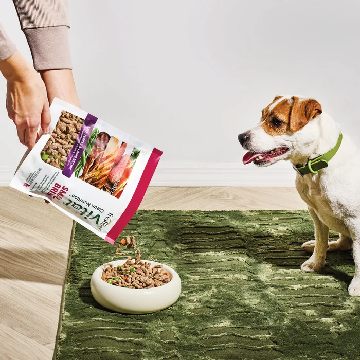 Jack Russel Terrier looking at Freshpet Vital bag