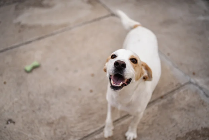 A white dog with tan spots looks happily at the camera.
