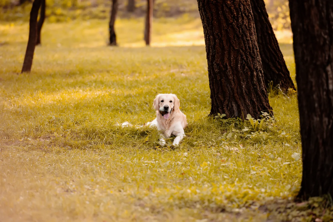 A golden retriever laying in a field.