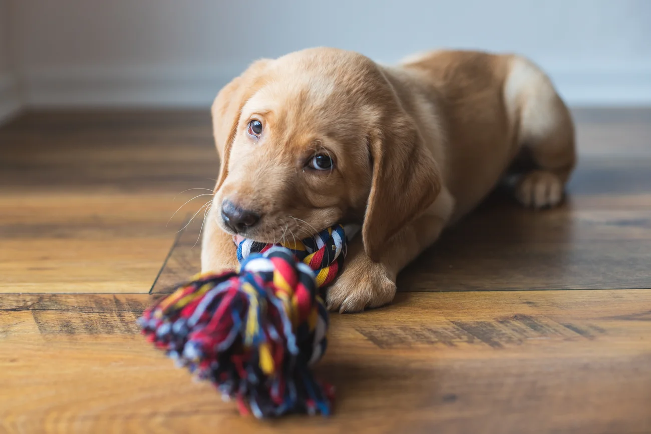 Puppy playing with a toy 
