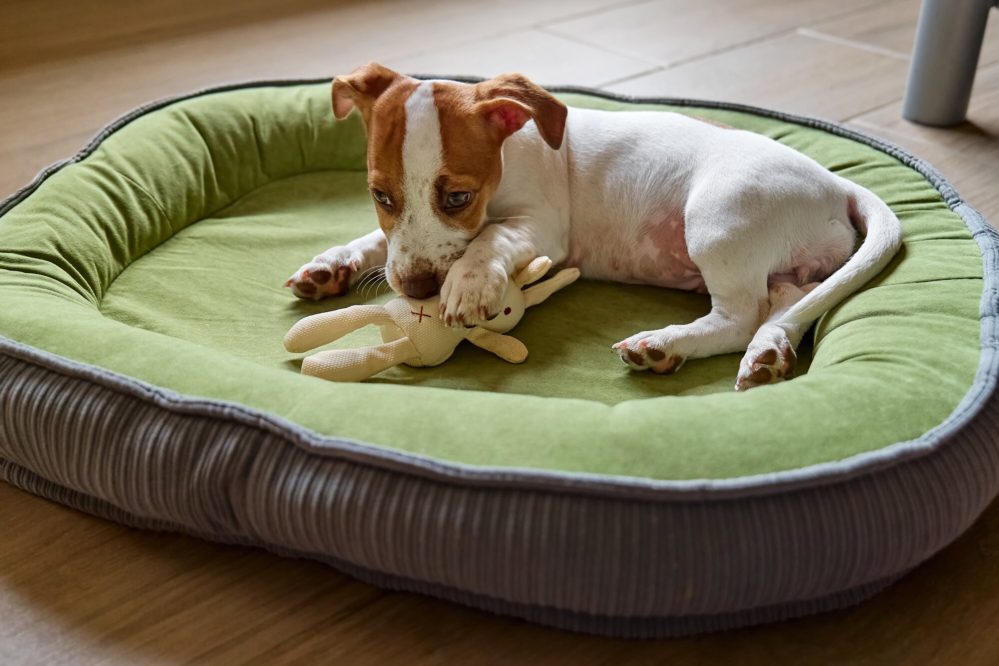 A jack russell terrier laying in a dog bed. 