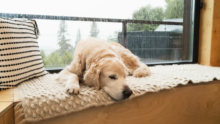 A dog sleeping on a bed next to a window with rain on it.